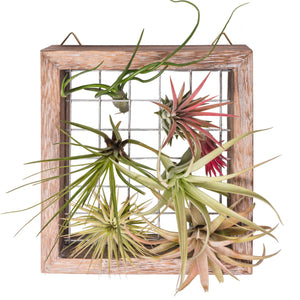 Air Plant Frame Wall Hanging