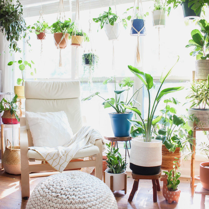 Great Houseplants for Beginners
