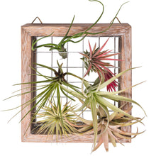 Load image into Gallery viewer, Air Plant Frame Wall Hanging