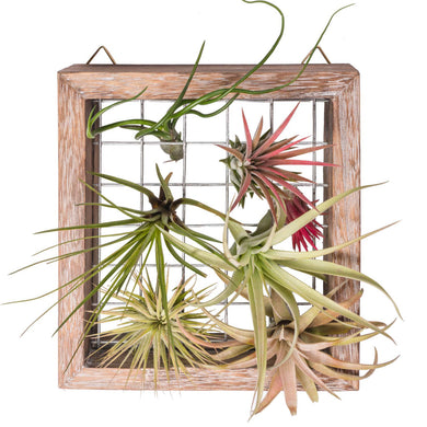 Air Plant Frame Wall Hanging